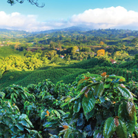 Café en grain | Nicaragua Jinotega Bio & Equitable Max Havelaar : 250 Gr
