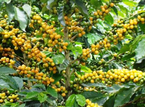 Café Bourbon Jaune Café Bourbon Jaune